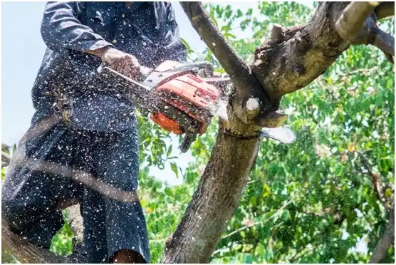 tree services Porter